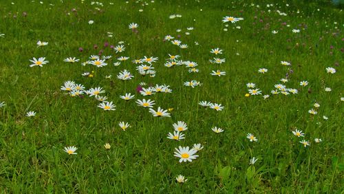 High angle view of white flowering plants on field