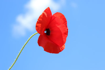 Close-up of red poppy flower against sky