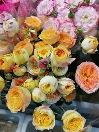 High angle view of multi colored roses on plant