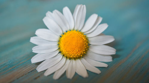 Close-up of white daisy