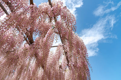 Pink wisteria blossom trees trellis flowers in springtime at ashikaga flower park