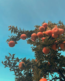 Low angle view of orange tree against sky