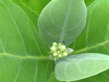 Close-up of green plant