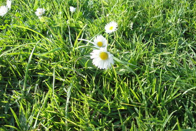 Close-up of white flowers blooming in field