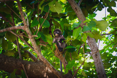 Low angle view of monkey sitting on tree