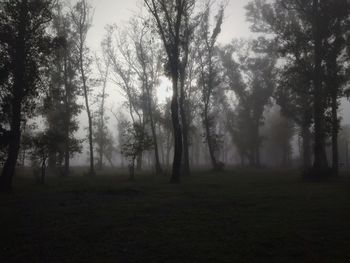 Trees in forest