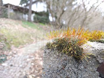 Close-up of plant against blurred background