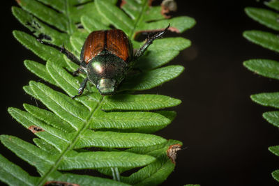 Close-up of insect on leaf