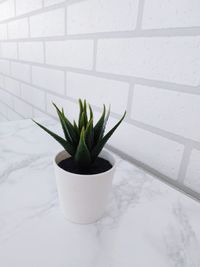 Close-up of potted plant against wall