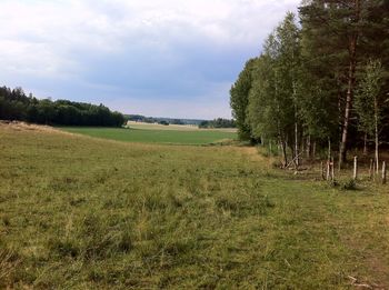 Trees on field against sky