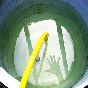 Close-up of yellow leaf