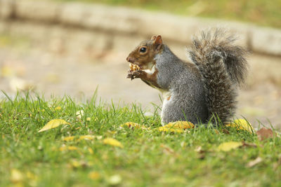 Squirrel eating grass