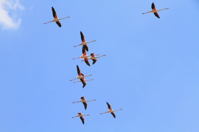 Low angle view of birds flying in sky