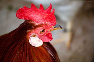 Close-up of rooster