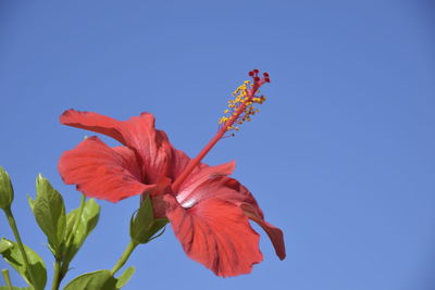 Low angle view of red hibiscus against blue sky