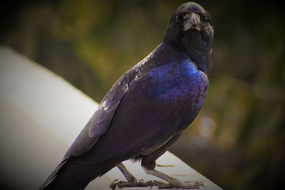 Close-up of bird perching on branch