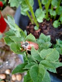 Close-up of insect on plant