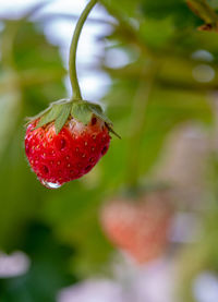 fruit