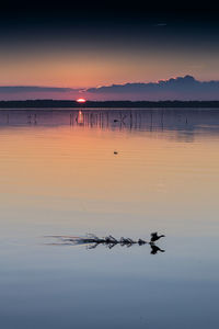 Scenic view of bird landing on calm lake at sunset