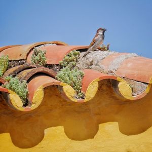 Close-up of bird against clear sky