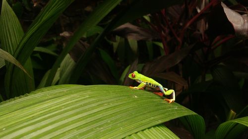 Close-up of frog on leaf