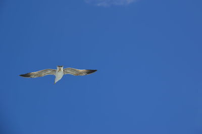 Low angle view of seagull flying in sky