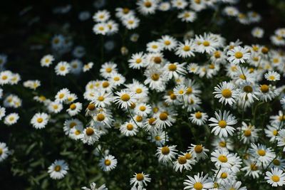 High angle view of white daisy flowers blooming outdoors