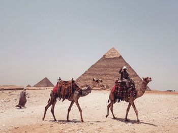 Horses in desert against sky