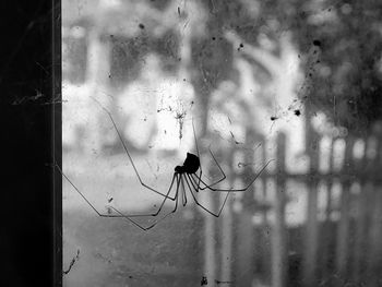 Birds perching on a window