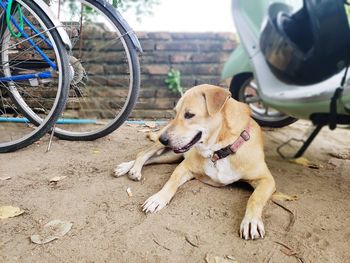 Close-up of a dog with bicycle