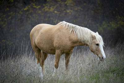 Side view of a horse on field