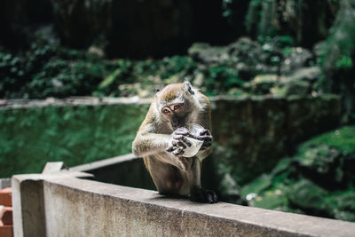 View of monkey sitting on wall