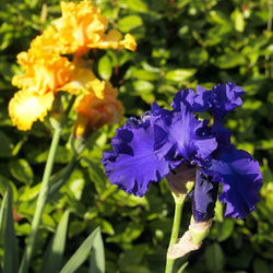 Close-up of purple flowering plant