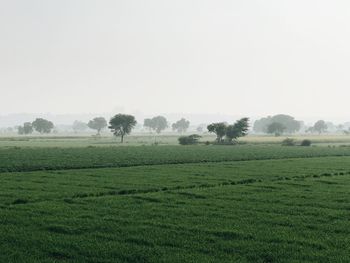 Scenic view of field against clear sky