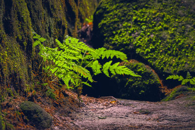 Close-up of fern amidst trees on field in forest