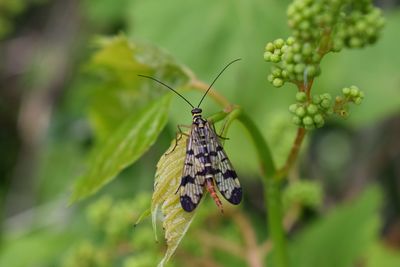 Close-up of butterfly on leaf