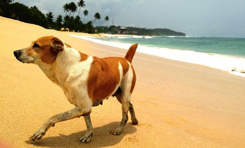 Dog standing on beach against sky