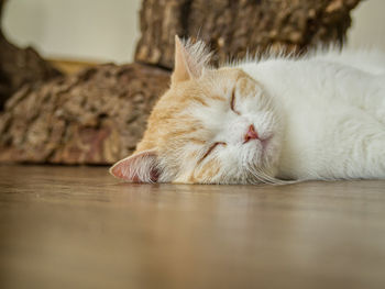 Close-up of a cat sleeping on floor