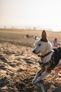 Dog looking away on beach