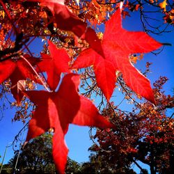 Low angle view of tree against sky