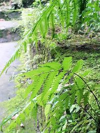 Close-up of wet plant