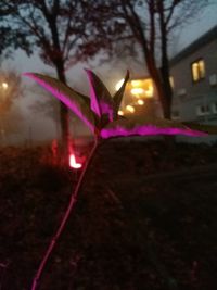 Close-up of illuminated purple at night