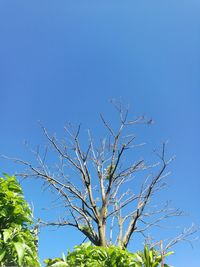 Low angle view of trees against clear blue sky