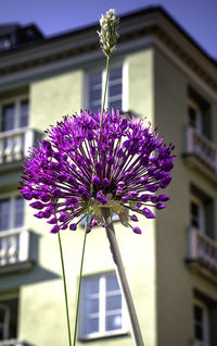 Close-up of purple flowering plant against building