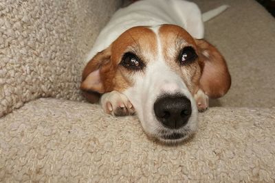 Portrait of dog at home