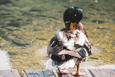 Rear view of duck on land