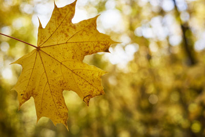 Close-up of dry leaves