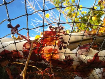 Close-up of bird in cage