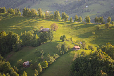 High angle view of trees and houses on field