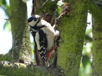 Birds perching on tree trunk